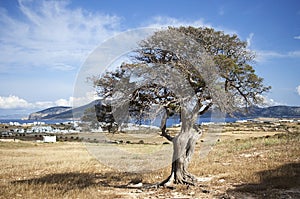 Mediterranean tree