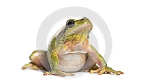 Mediterranean tree frog, Hyla meridionalis