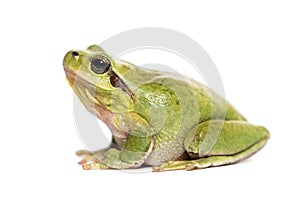 Mediterranean tree frog, Hyla meridionalis