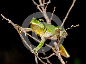 mediterranean tree frog, hyla meridionalis