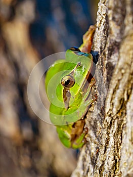 mediterranean tree frog, hyla meridionalis