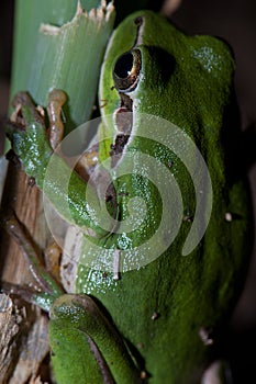 Mediterranean tree frog Hyla meridionalis on a plant stem.