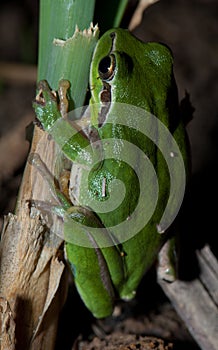 Mediterranean tree frog Hyla meridionalis on a plant stem.