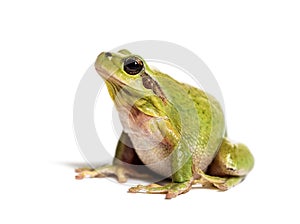 Mediterranean tree frog, Hyla meridionalis photo