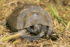 Mediterranean turtle Testudo graeca