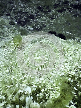 Mediterranean Umbrella Algae (acetabularia mediterranea photo