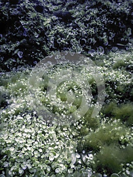 Mediterranean Umbrella Algae (acetabularia mediterranea photo