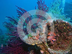 Mediterranean underwater landscape, fish and gorgonians