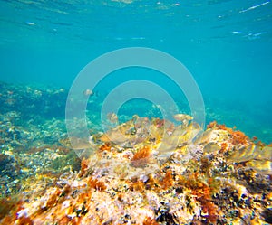 Mediterranean underwater with salema fish school