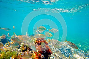 Mediterranean underwater with salema fish school