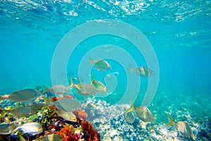 Mediterranean underwater with salema fish school