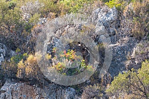 Mediterranean vegetation