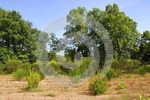 Mediterranean vegetation