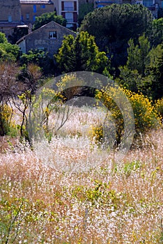 Mediterranean vegetation