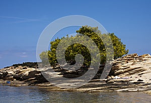 Mediterranean vegetation