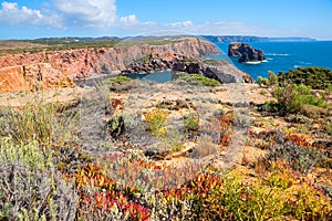 Mediterranean vegetation at Costa Vicentina, west algarve portugal photo