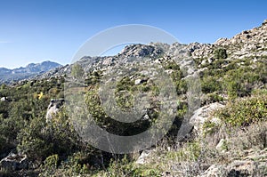 Mediterranean vegetation in Sierra de los Porrones