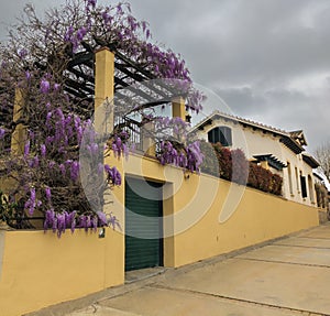 Mediterranean villa with flowering Wisteria