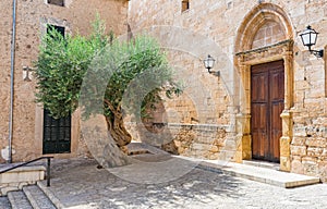 Mediterranean village with olive tree