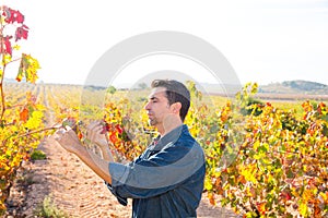 Mediterranean vineyard farmer checking grape leaves