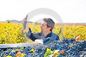 Mediterranean vineyard farmer harvest cabernet sauvignon