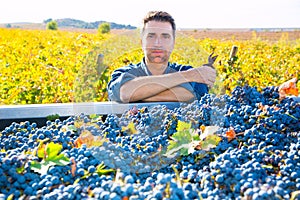 Mediterranean vineyard farmer harvest cabernet sauvignon