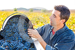 Mediterranean vineyard farmer harvest cabernet sauvignon