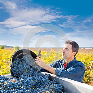 Mediterranean vineyard farmer harvest cabernet sauvignon