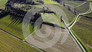 Mediterranean vineyard viewed from above, drone aerial image