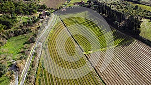 Mediterranean vineyard viewed from above, drone aerial image