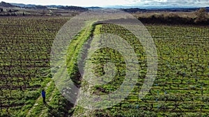 Mediterranean vineyard viewed from above, drone aerial image. Carcassonne, France