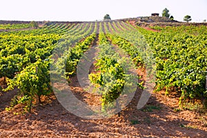Mediterranean vineyards in Utiel Requena at Spain