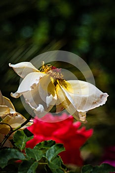 Mediterranean white Rose Macro Closeup