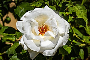 Mediterranean White Rose Macro Closeup