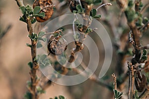 Mediterranean wild plants, endangered protected area, sea coast plant species