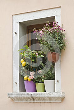 Mediterranean Window Flowers