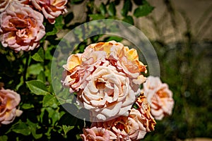 Mediterranean Yellow and Orange Rose Macro Closeup