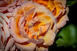 Mediterranean Yellow and Orange Rose Macro Closeup