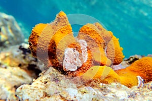 Mediterranean Yellow tube sea sponge - Aplysina aerophoba