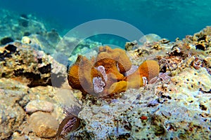 Mediterranean Yellow tube sea sponge - Aplysina aerophoba