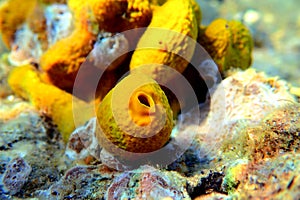 Mediterranean Yellow tube sea sponge - Aplysina aerophoba