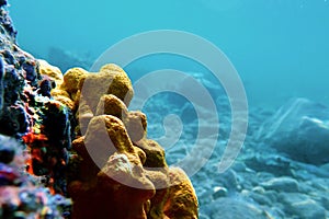 Mediterranean Yellow tube sea sponge - Aplysina aerophoba