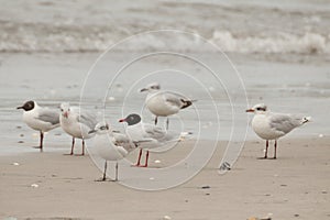 Mediterranian Gulls & x28;Larus melanocephalus& x29; photo