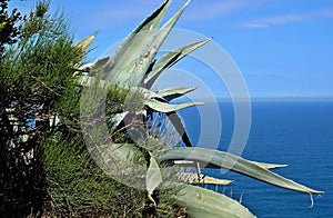 Mediterranian vegetation with blue sky and water