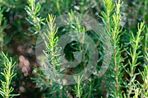 Mediterrenean Salvia rosmarinus commonly known as rosemary.