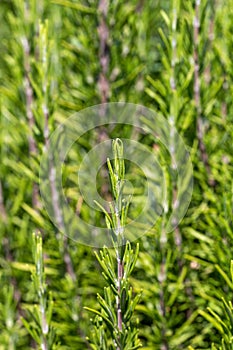 Mediterrenean Salvia rosmarinus commonly known as rosemary. Spicy flavoring for meal