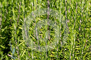 Mediterrenean Salvia rosmarinus commonly known as rosemary. Spicy flavoring for meal