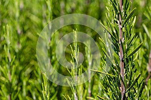 Mediterrenean Salvia rosmarinus commonly known as rosemary. Spicy flavoring for meal