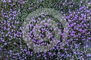 Mediterrenean thyme also known as thymbra capitata. Spicy flavoring for meal.