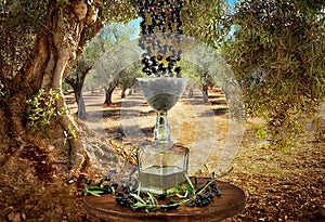 Meditteranean flowers and plants, olive oil plantation